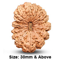 16 (षोडश) Mukhi Rudraksha | 